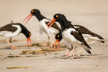 American Oystercatchers (Haematopus palliatus) in action as they forage on the the beach on a sunny...