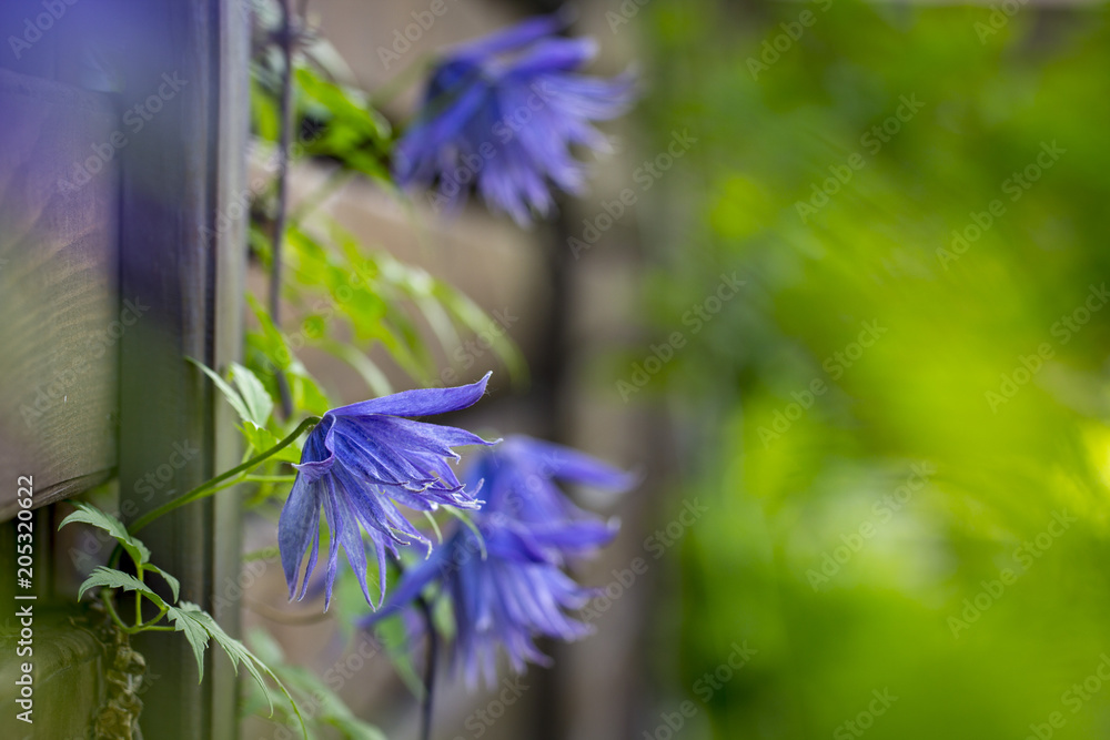 Wall mural Beautiful lilac clematis flower Flowering blue clematis in the garden.