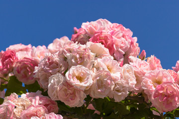 pink roses in spring