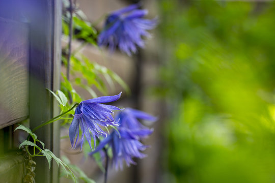Fototapeta Beautiful lilac clematis flower Flowering blue clematis in the garden.