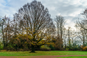 Trees in park