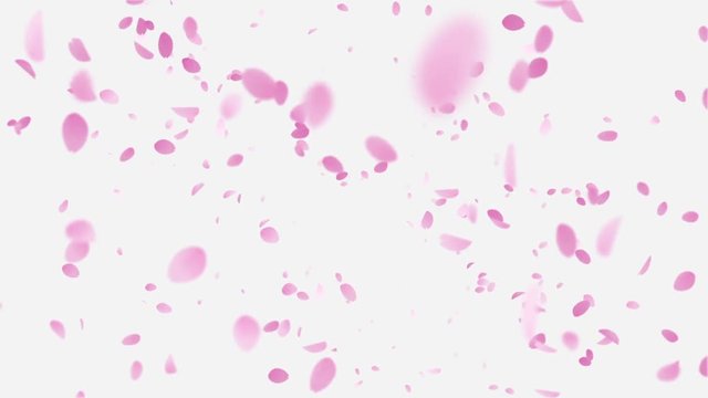 Sakura-2-base