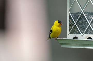 Male Goldfinch