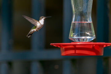 Ruby-throated Hummingbird