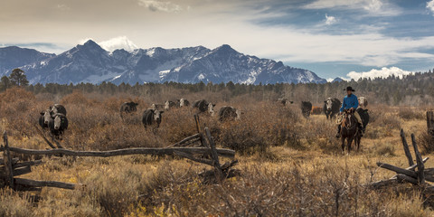 Naklejka premium Cowboys on Cattle Drive Gather Angus/Hereford cross cows and calves, San Juan Mountains, Colorado
