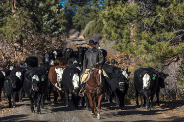 Cowboys on Cattle Drive Gather Angus/Hereford cross cows and calves, San Juan Mountains, Colorado