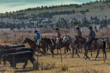 Cowboys on Cattle Drive Gather Angus/Hereford cross cows and calves, San Juan Mountains, Colorado