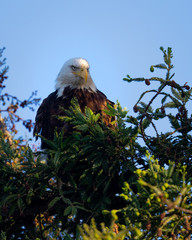 Closeup (800 mm ) of a bald eagle perched on a tree, seen in the wild in  North California