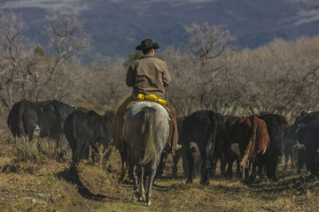 Cowboys on Cattle Drive Gather Angus/Hereford cross cows and calves, San Juan Mountains, Colorado