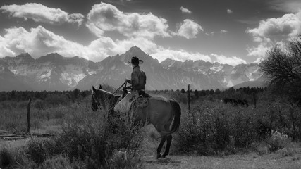 Cowboy on Cattle Drive Gather Angus/Hereford cross cows and calves, San Juan Mountains, Colorado