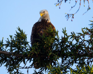 Closeup (800 mm ) of a bald eagle perched on a tree, seen in the wild in  North California