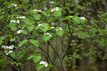 満開のオオカメノキ