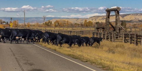 Cattle cross Highway 550 N of Ridgway on cattle drive to Centennial Ranch, San Juan Mountains,...