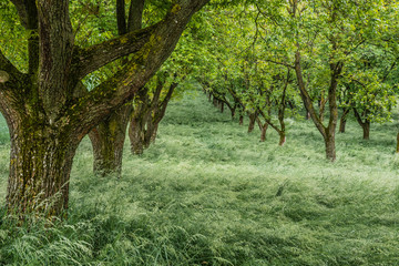 Nussbaumplantage im Mai