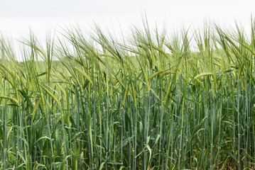 Grünes Getreidefeld im Mai