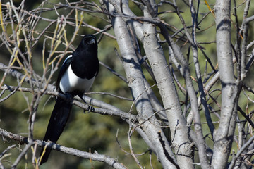 Black-Billed Magpie (Pica hudsonia)