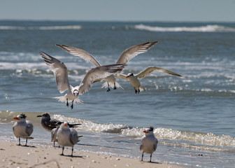 Seagulls Landing at the Beach - 205324407