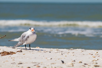 Beach Birds at the Sea - 205324441