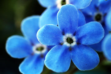 blue spring flowers so close