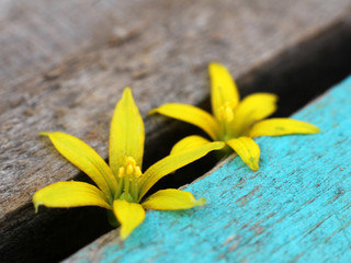 Fototapeta na wymiar Yellow flowers on wooden background