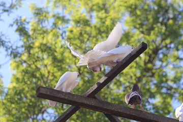 summer white doves birds