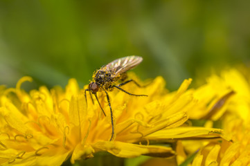 March fly on a dandelion in the summer season