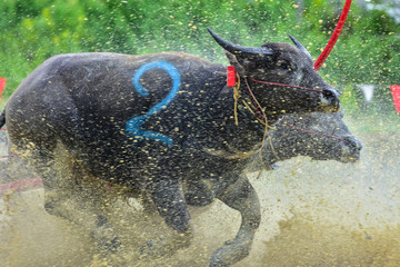 Buffalo Race Festival