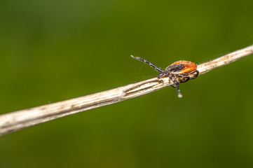 Tick on a herb in the summer season