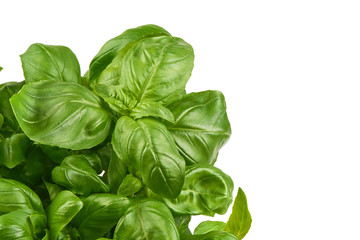 Sweet basil herb leaves bunch isolated on white background