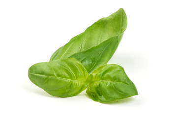 Green fresh basil leaves isolated on white background