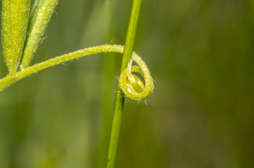 green sycamore tendril in summer season