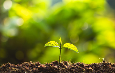 Planting trees Tree Care save world,The hands are protecting the seedlings in nature and the light of the evening