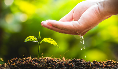 Planting trees Tree Care save world,The hands are protecting the seedlings in nature and the light of the evening