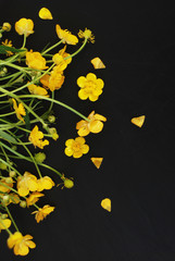 Yellow Little Flowers Black Background Flat Lay Copy Space spring Isoalted