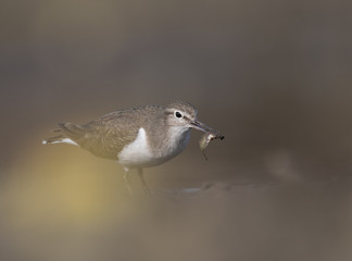 Common sandpiper (Actitis hypoleucos)