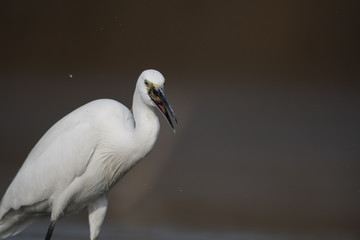 Little Egret with fish