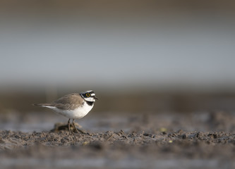 Little Ringed Plover (Charadrius dubius)