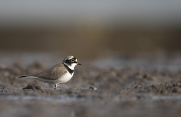 Little Ringed Plover (Charadrius dubius)