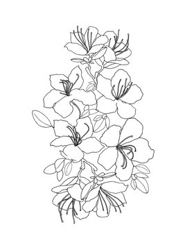 Hand sketch composition of rhododendron Ledebour. black line art of flowers on white background. Isolated composition of maralnik for postcard, print, decoration, backgrond. endemic of Altai Mountains