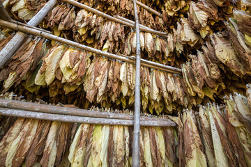 Leaves of dried tobacco in the curing plant.