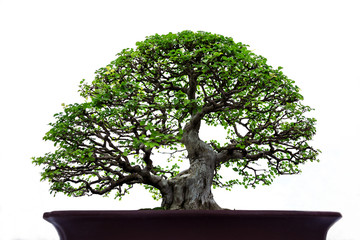 Bonsai tree in a pot on a white background.