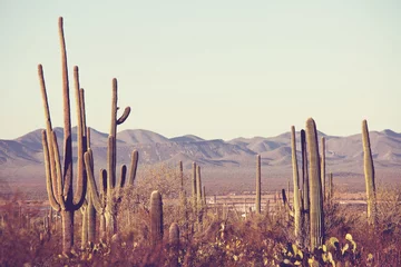 Foto op Plexiglas Cactus Cactus