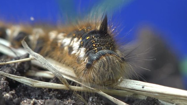 shaggy caterpillar sitting on the ground on a blue background, insect macro in forest