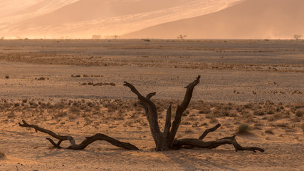 Arbre mort dans le désert du Namib