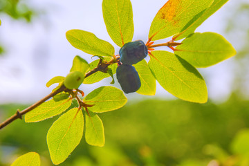 ripe, dark blue Honeysuckle grows on a Bush all in green leaves. 