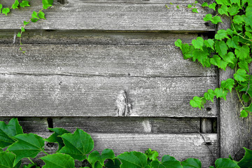 蔦の絡まるウッドフェンス