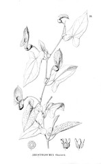 Illustration of Lily.