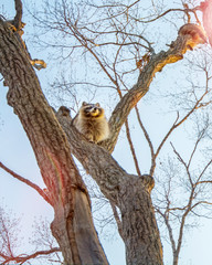 fluffy raccoon sits high up on a tree and watching. 