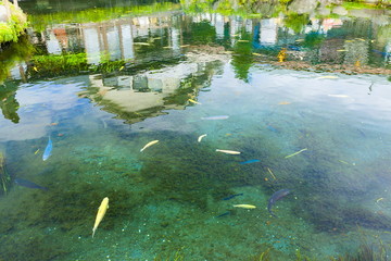 忍野八海の湧水池、山梨県南都留郡忍野村にて