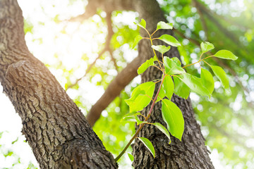 new life, new born green leave growth on the old tree, summer concept